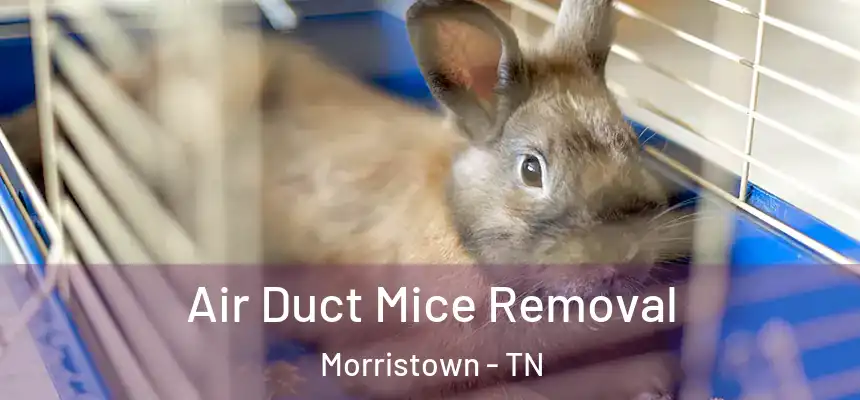  Air Duct Mice Removal Morristown - TN