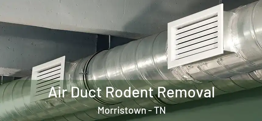  Air Duct Rodent Removal Morristown - TN