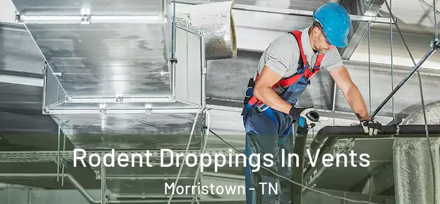  Rodent Droppings In Vents Morristown - TN